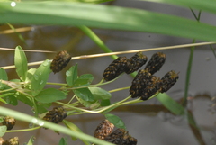 Trifolium spadiceum