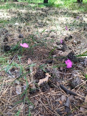 Dianthus chinensis