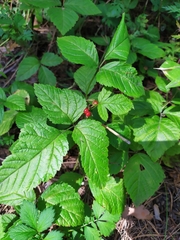Rubus saxatilis