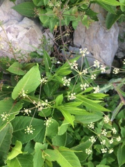 Pimpinella niitakayamensis