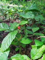 Rubus saxatilis