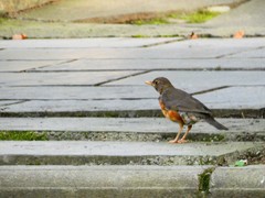 Turdus dissimilis