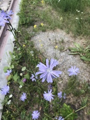 Cichorium intybus