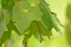 Lestes rectangularis