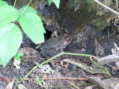 Lithobates neovolcanicus