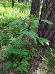 Sambucus sibirica