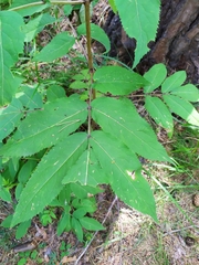 Sambucus sibirica