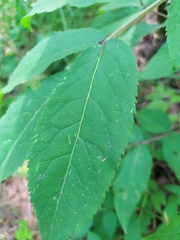 Sambucus sibirica