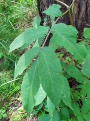Sambucus sibirica