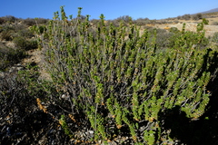 Euryops sulcatus