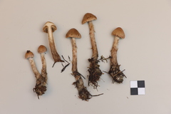 Cortinarius paragaudis