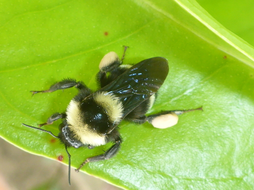 Middle-striped Bumble Bee