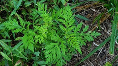 Ambrosia artemisiifolia