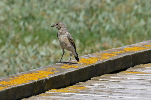 Northern Wheatear (Oenanthe oenanthe), photo 8