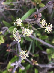 Pimpinella niitakayamensis