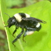 Middle-striped Bumble Bee - Photo (c) Anita E Shaul, some rights reserved (CC BY-NC), uploaded by Anita E Shaul