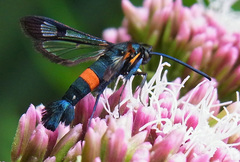 Synanthedon myopaeformis