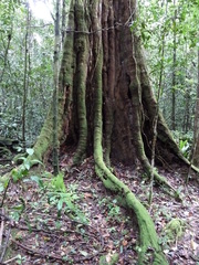 Sacoglottis gabonensis