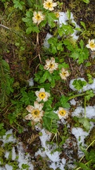 Trollius laxus