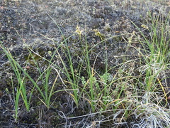Carex arenaria