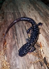 Plethodon glutinosus