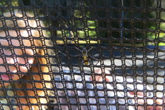 Neoclytus pusillus