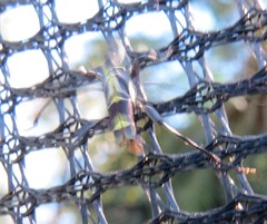Neoclytus pusillus