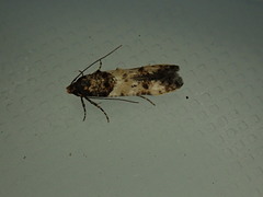 Walshia miscecolorella