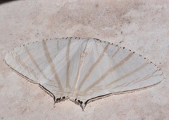 Urapteroides astheniata