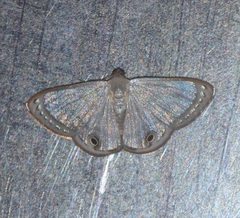 Tasta elliptica