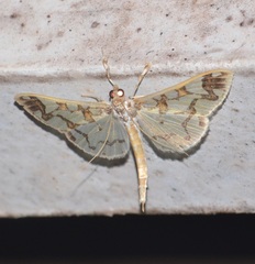 Polythlipta divaricata