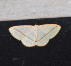 Lomographa luciferata