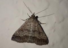 Tetanolita palligera