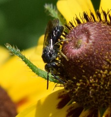 Sphecodes heraclei heraclei