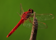 Crocothemis servilia