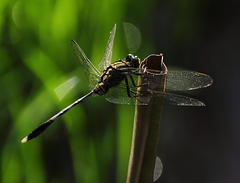 Orthetrum sabina