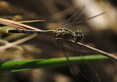 Diplacodes trivialis