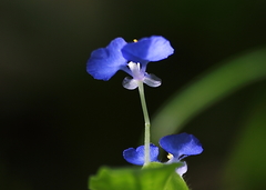 Commelina benghalensis