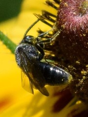 Sphecodes heraclei heraclei