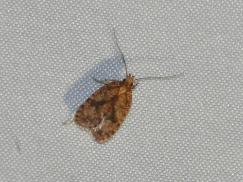 Four-dotted Agonopterix Moth photo 5