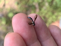 Pelecinobaccha costata