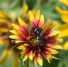 Triepeolus concavus