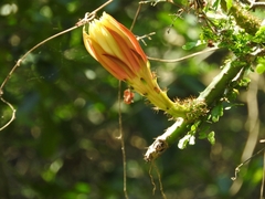 Selenicereus spinulosus
