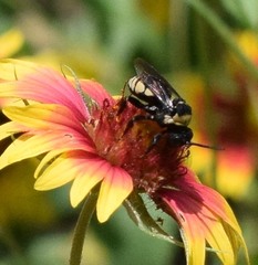 Triepeolus concavus
