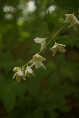 Philadelphus caucasicus