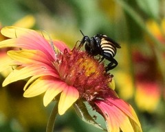 Triepeolus concavus