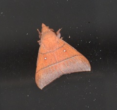 Odonestis erectilinea