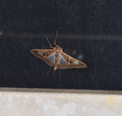 Glyphodes bivitralis