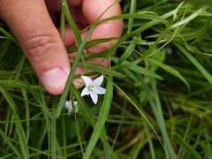 Campanula aparinoides