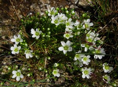 Mononeuria groenlandica